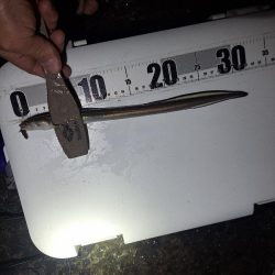 アナゴを求めて