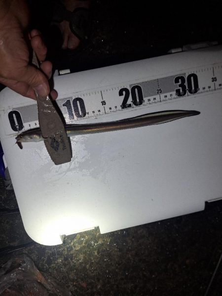 アナゴを求めて