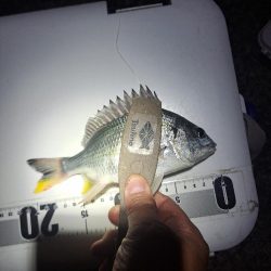 アナゴ狙いで五目達成