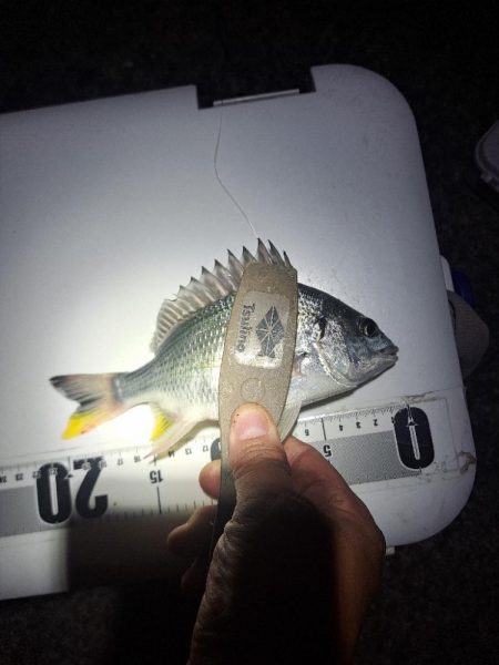 アナゴ狙いで五目達成