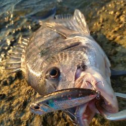 夕マズメチヌトップ