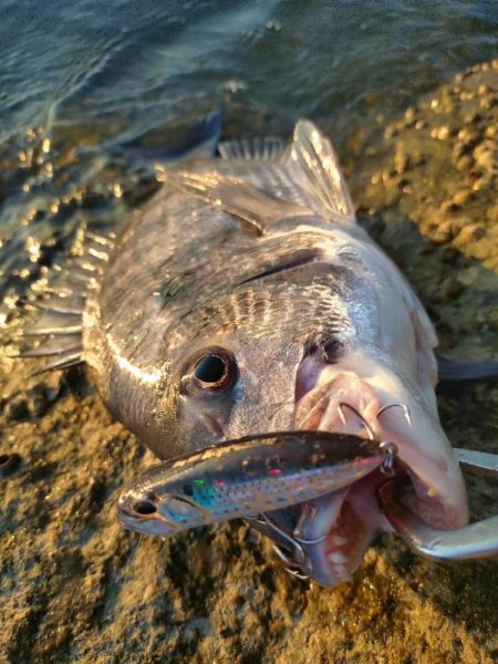 夕マズメチヌトップ