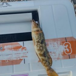 ちょい投げ五目釣り