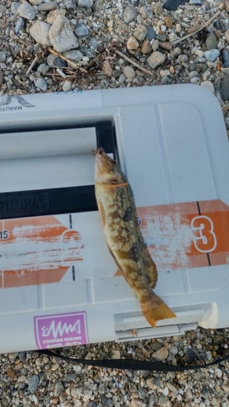 ちょい投げ五目釣り