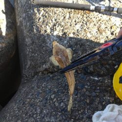 10目まであと1匹足らず…