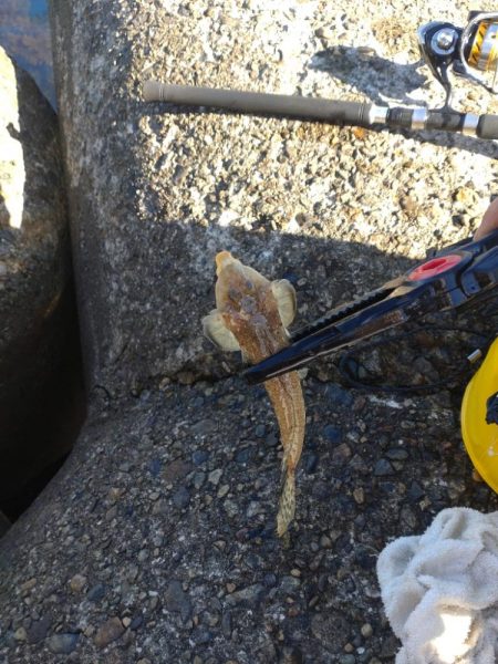 10目まであと1匹足らず…