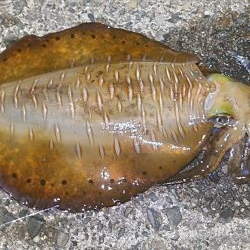 春イカ？終盤戦