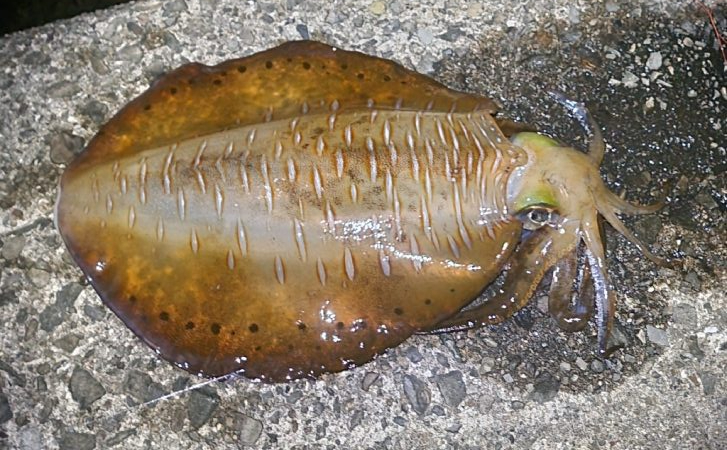 春イカ？終盤戦