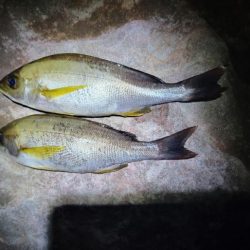 イサキが食べたくて