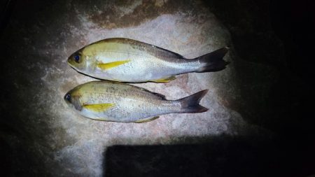 イサキが食べたくて