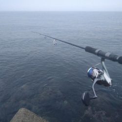 癒やしのサゴシ