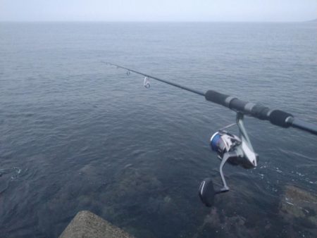 癒やしのサゴシ