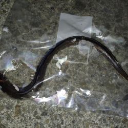 のんびりアナゴ釣り