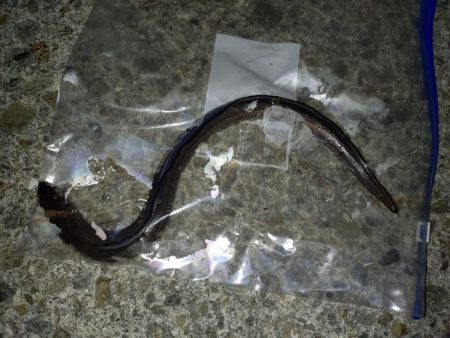 のんびりアナゴ釣り