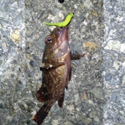 初めてのロック