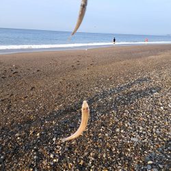 ファミリーフィッシングでキス釣り