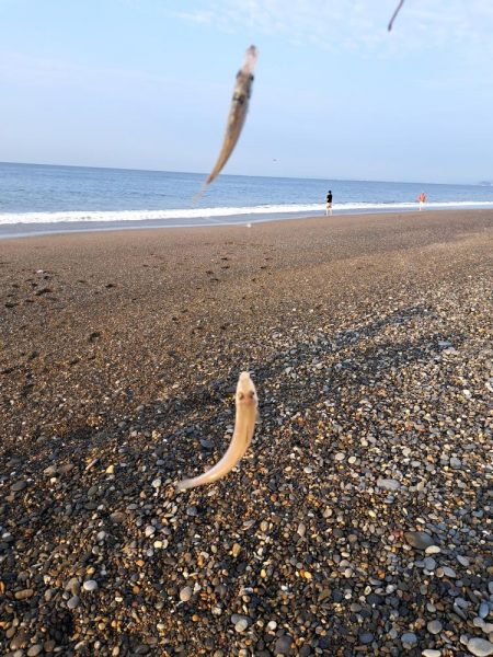 ファミリーフィッシングでキス釣り