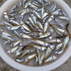 豆アジ、フィーバー