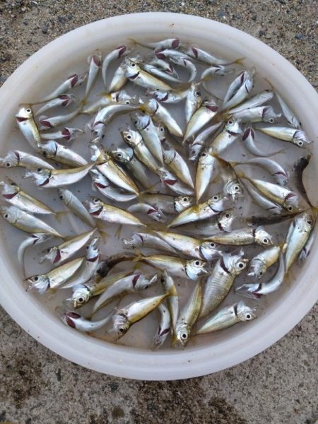 豆アジ、フィーバー