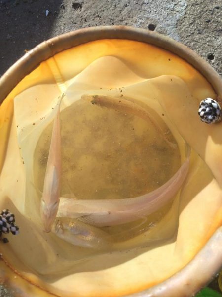 キス、キス、オバケ、キス、キス