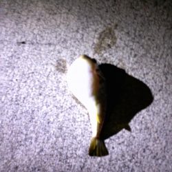 真夏のナイトファミリーフィッシング