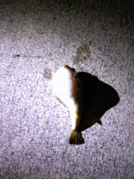 真夏のナイトファミリーフィッシング