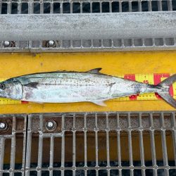 サゴシとツバス御一行