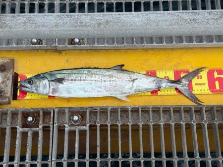 サゴシとツバス御一行