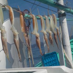 スルメイカ、黒ムツ