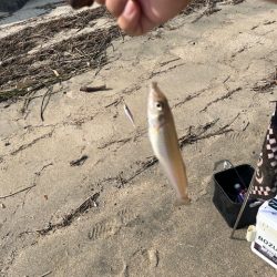 早朝のキス釣り行ってきました