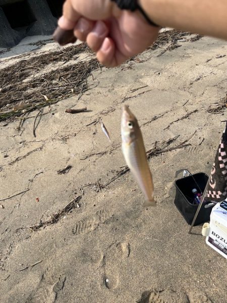 早朝のキス釣り行ってきました