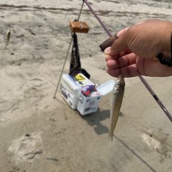 唐津のサーフで釣ってみました