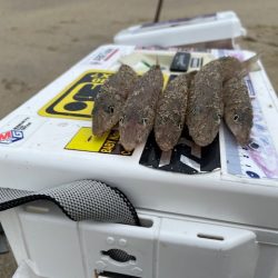 再度、唐津の浜に来てみました