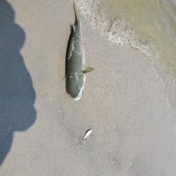 ベイトはたくさん。ボイルもある