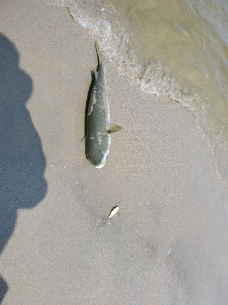 ベイトはたくさん。ボイルもある