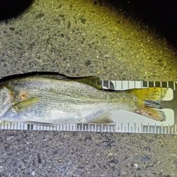 今年初シーバス