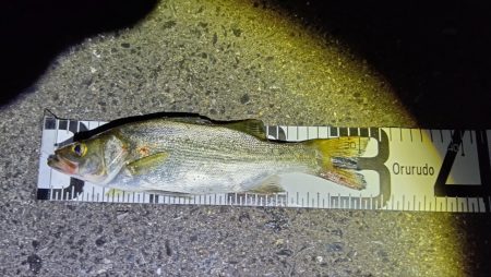 今年初シーバス