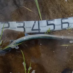 シーバス狙いでしたが