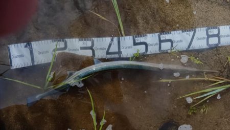 シーバス狙いでしたが