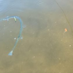 ダツ！ダツ！ダツ！