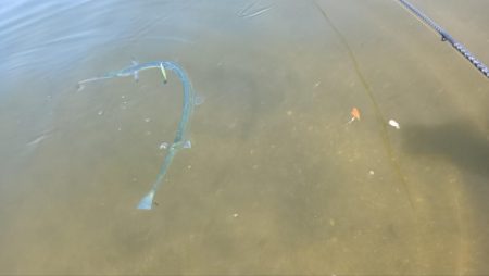 ダツ！ダツ！ダツ！