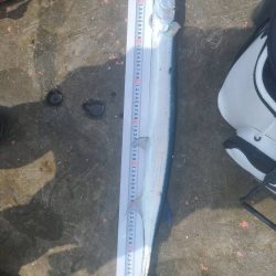 和歌山市江(吉丸渡船)で磯釣り