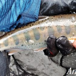 猛暑の中揖保川へ。