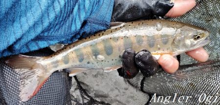 猛暑の中揖保川へ。