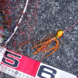 久しぶりに釣れました