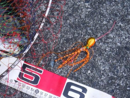 久しぶりに釣れました