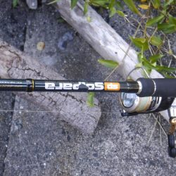 カツオが釣れました