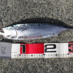 先週に続いてカツオが釣れました