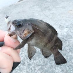 豆アジに癒されて