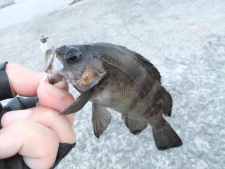 豆アジに癒されて